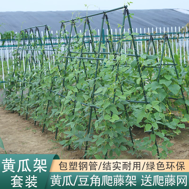 黄瓜爬藤架不伤植物结实耐用