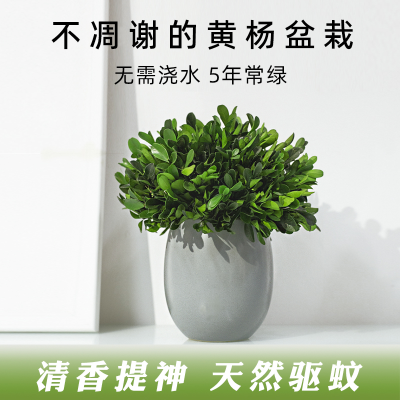 永生绿植室内盆栽小叶黄杨盆景植物客厅好养四季常青桌面装饰摆件