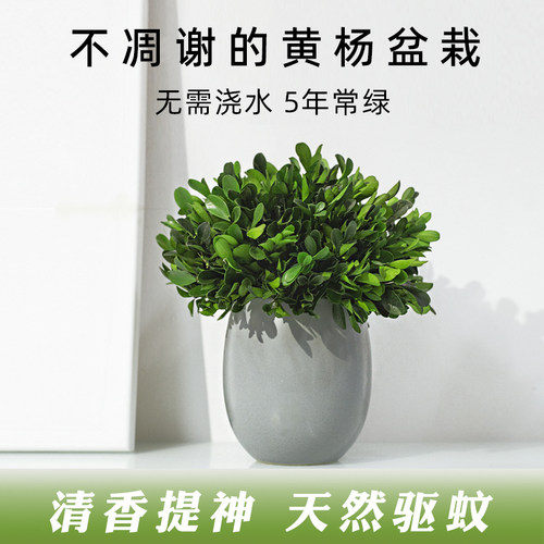 永生绿植室内盆栽小叶黄杨盆景植物客厅好养四季常青桌面装饰摆件 - 封面