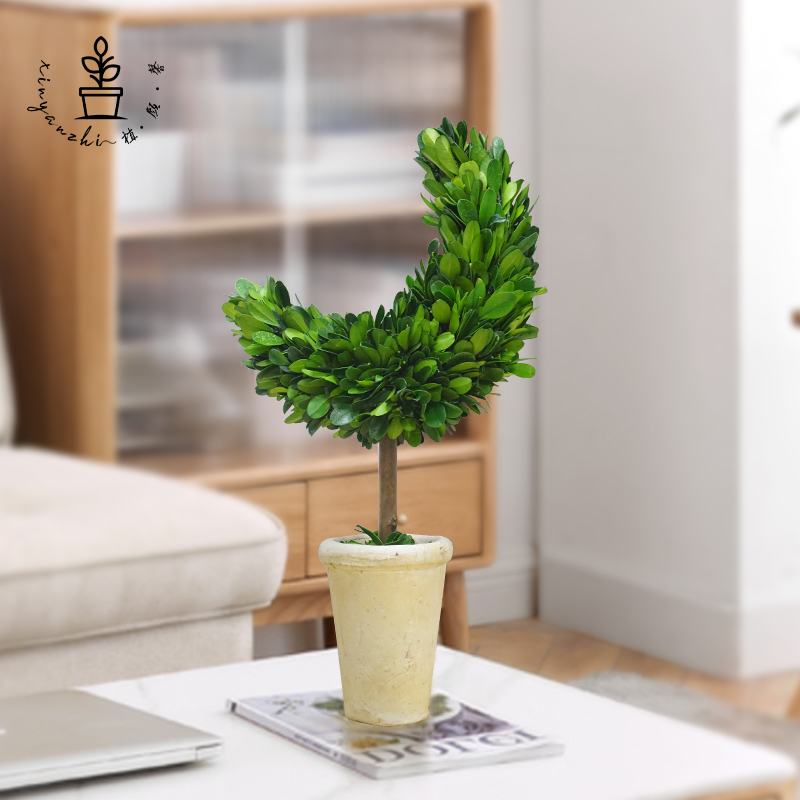 永生植物月亮树五年不枯萎