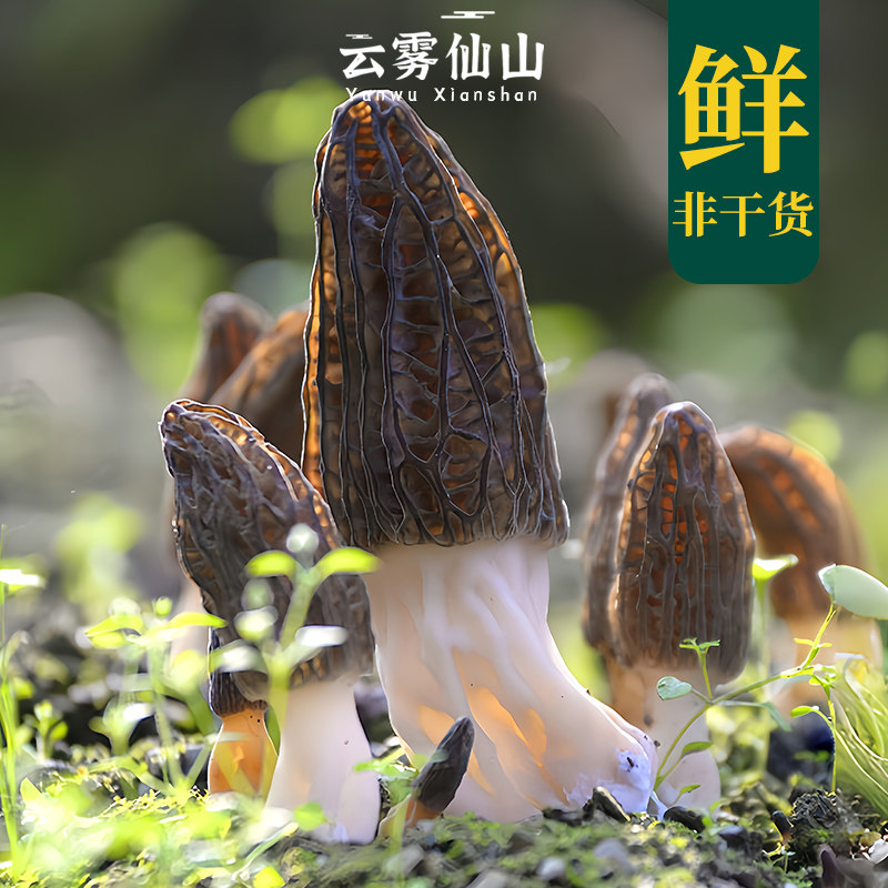 2026新鲜羊肚菌500g 顺丰空运 当季鲜货 牛肚蘑菇野生菌火锅炖汤