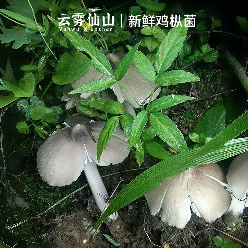 云雾仙山 2025野生鸡枞花 四川贵州广东伞把菇新鲜三八菇荔枝菌