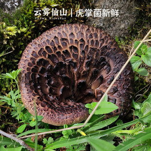 2026新鲜黑虎掌菌鲜货500g 獐子菌野生菌煲汤火锅菌菇食用菌 顺丰