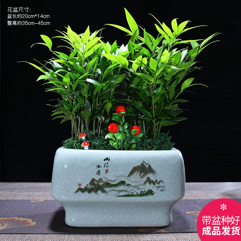 四季常青竹柏驱蚊竹水培祛蚊植物