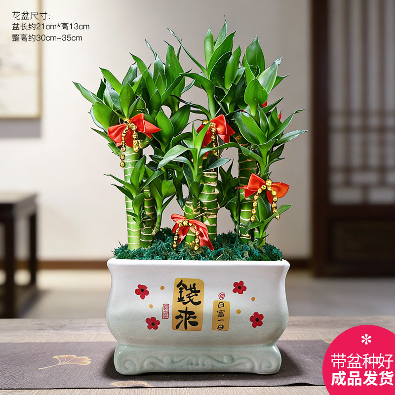 富贵竹室内盆栽办公室防辐射绿植小盆景荷花竹步步高植物观音竹