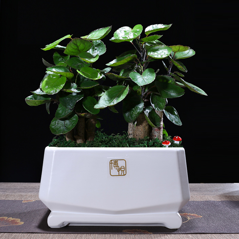 錢(qián)多多金錢(qián)兜福祿桐桌面辦公室綠植居家除甲醛室內(nèi)好養(yǎng)