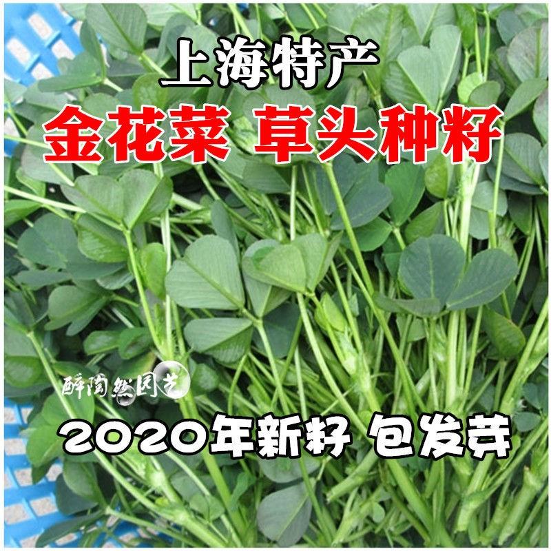 金花菜草头种子三叶秧草大叶黄花菜苜蓿上海特产母齐头春秋季蔬菜