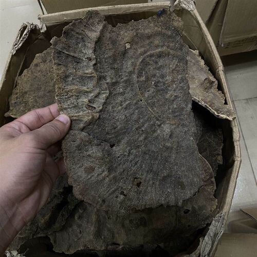 【150年海南沉香铁头】超铁头老料沉香超老生闻浓郁香正海南30/克