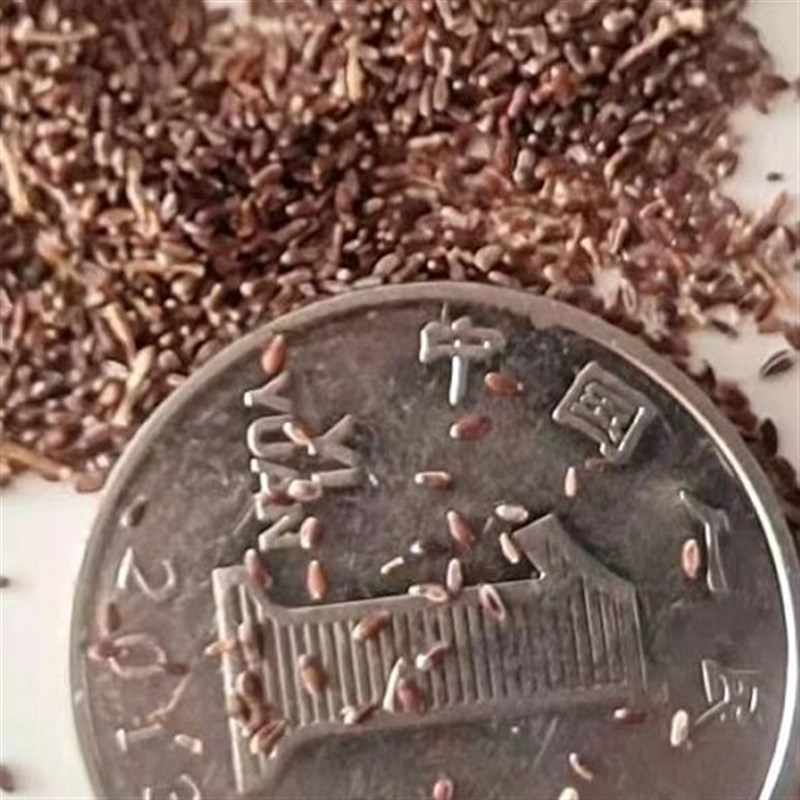 菜用菊花脑带根苗子做蛋汤路边菊黄花可食用盆栽蔬菜南京大叶菜苗图片