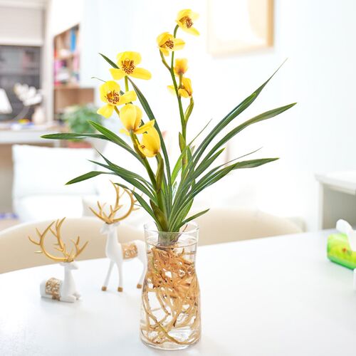 水培植物【春兰小春】兰花苗室内客厅阳台绿植不带花苞名贵盆栽