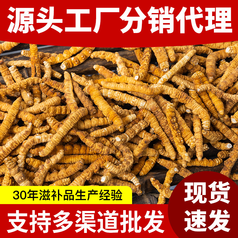 培育人工养殖冻干冬虫夏草精选虫草阳光非四川云南贵州亳州无断