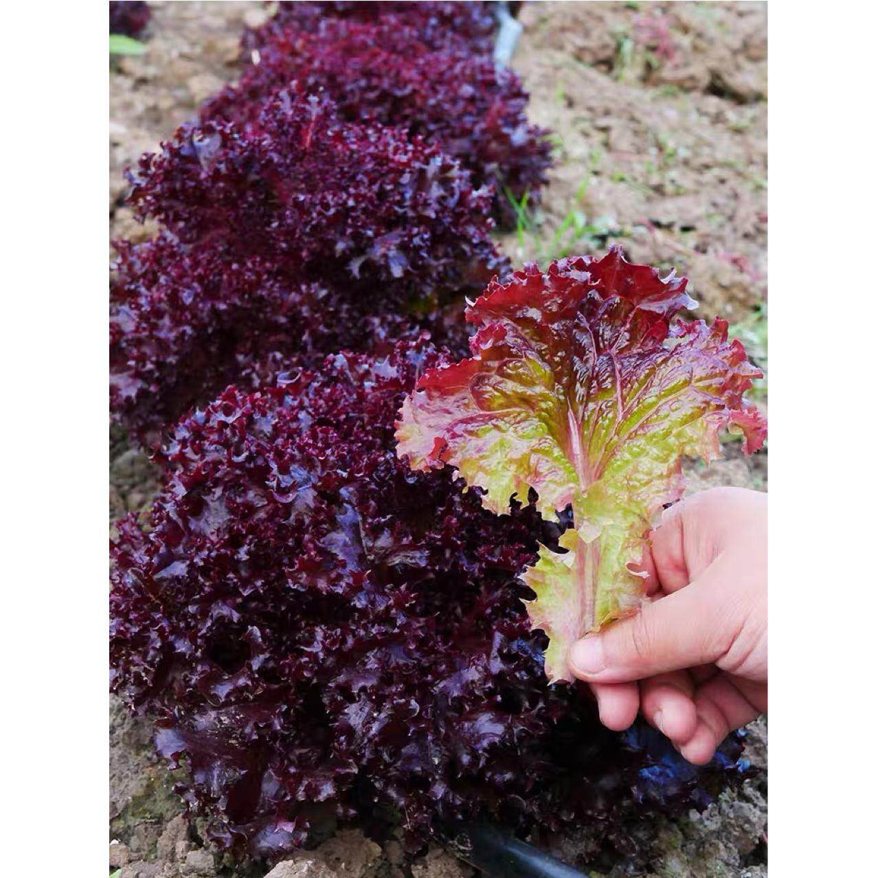 紫叶生菜种子种籽种孑大全冬天紫色蔬菜红叶四季罗马青菜南方盆栽