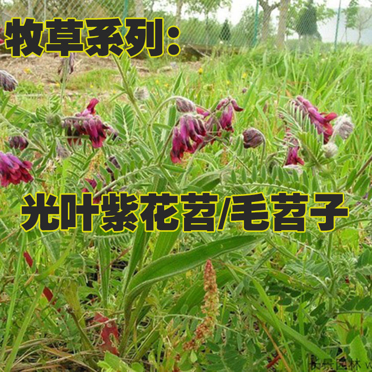毛苕子光叶紫花苕种子野豌豆养蜂蜜源耐寒盐碱绿肥种子芽率高