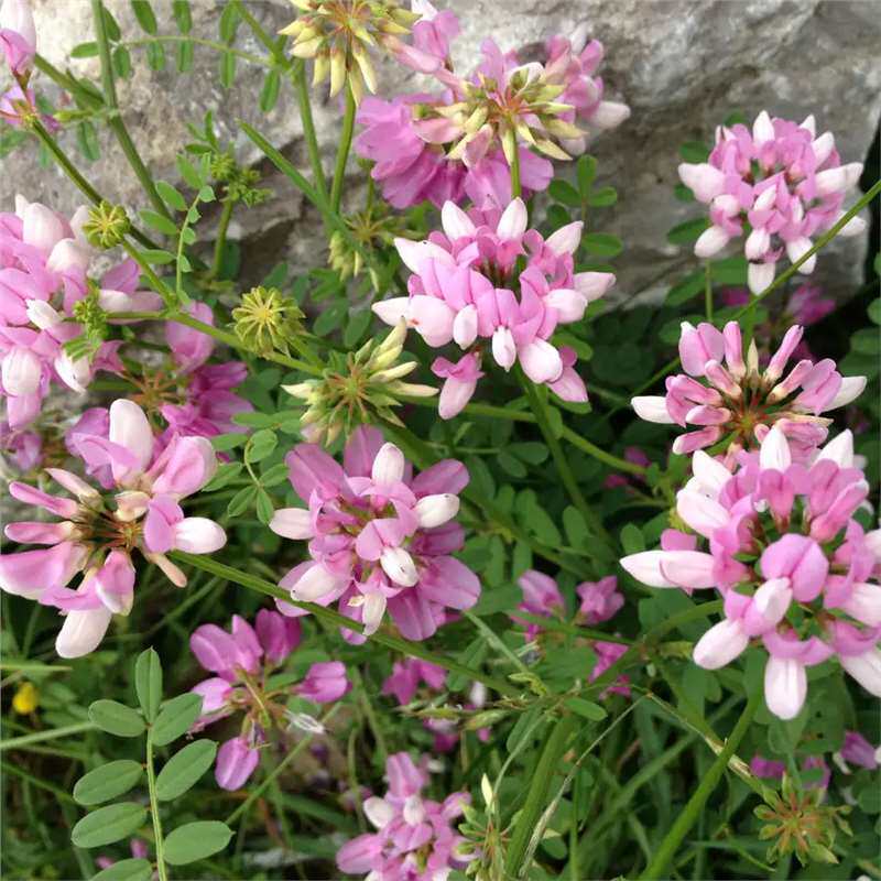 多边小冠花种子庭院高速山坡荒地护坡观赏固土极强地被观赏花卉籽