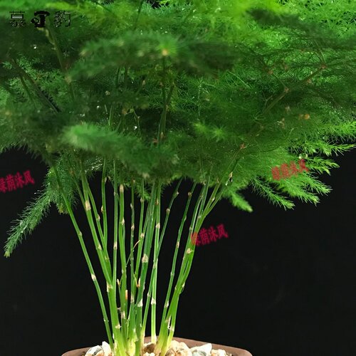 文竹植物大文竹室内盆栽绿K植四季常青好养易活
