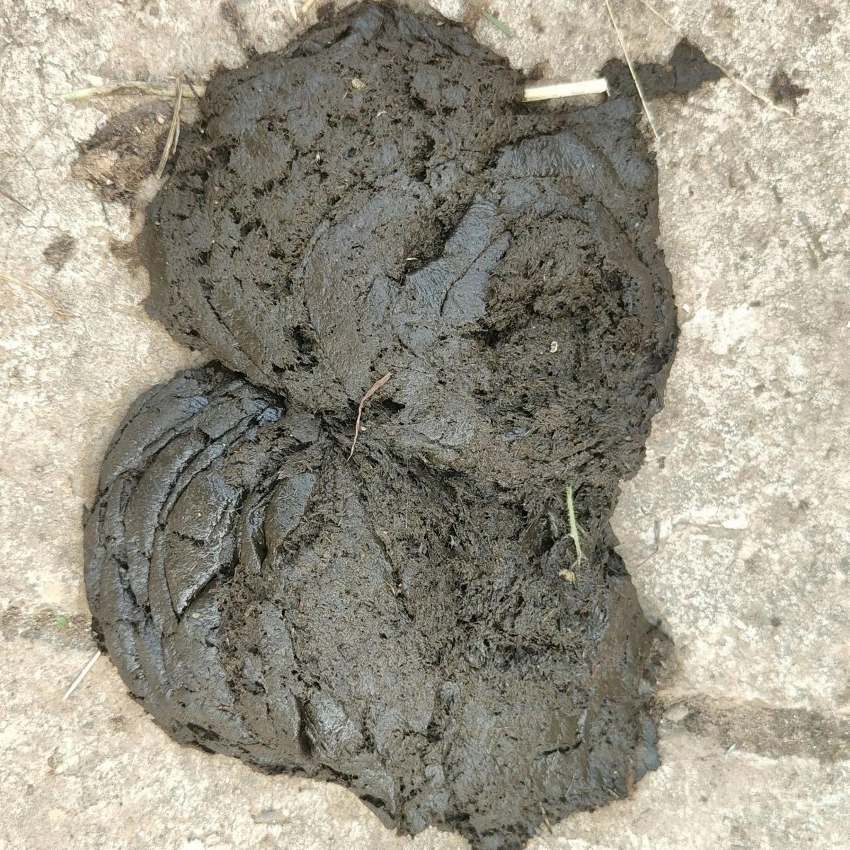 臭牛粪发酵营养种花种蔬菜有机肥自然晾晒无任何添加养蜜蜂新鲜,鲜花速递/花卉仿真/绿植园艺,家庭园艺肥料,淘宝优惠券,粉丝福利购,淘宝优惠卷