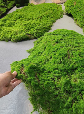 仿真苔藓草皮造景仿生假青苔微景观布置摆件草坪盆景盆栽铺面装饰