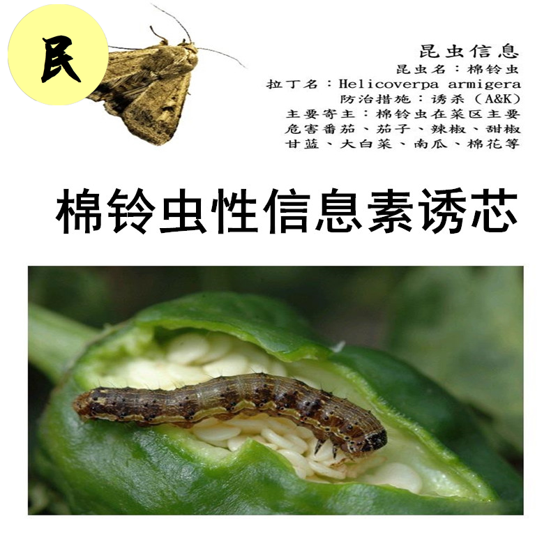 棉铃虫性信息素诱芯中捷四方诱蛾剂棉花蔬菜