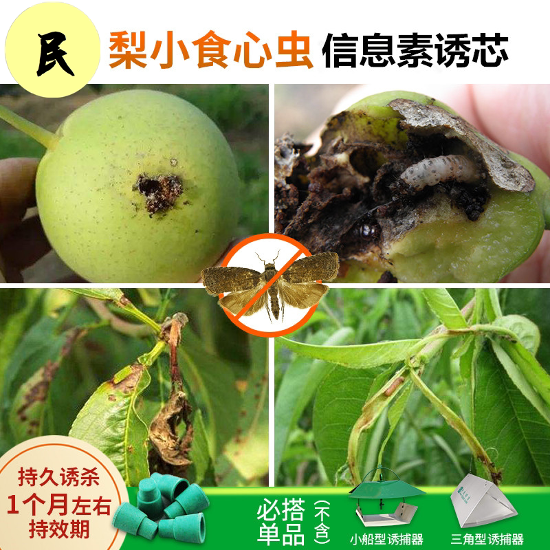 20粒梨小食心虫信息素诱芯 性诱剂 昆虫引诱剂 包邮