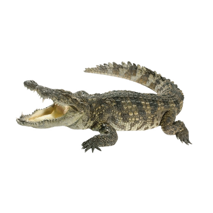 【春节送礼】新鲜鳄鱼肉 整条大鳄鱼当天现杀20斤起鳄鱼顺丰包邮