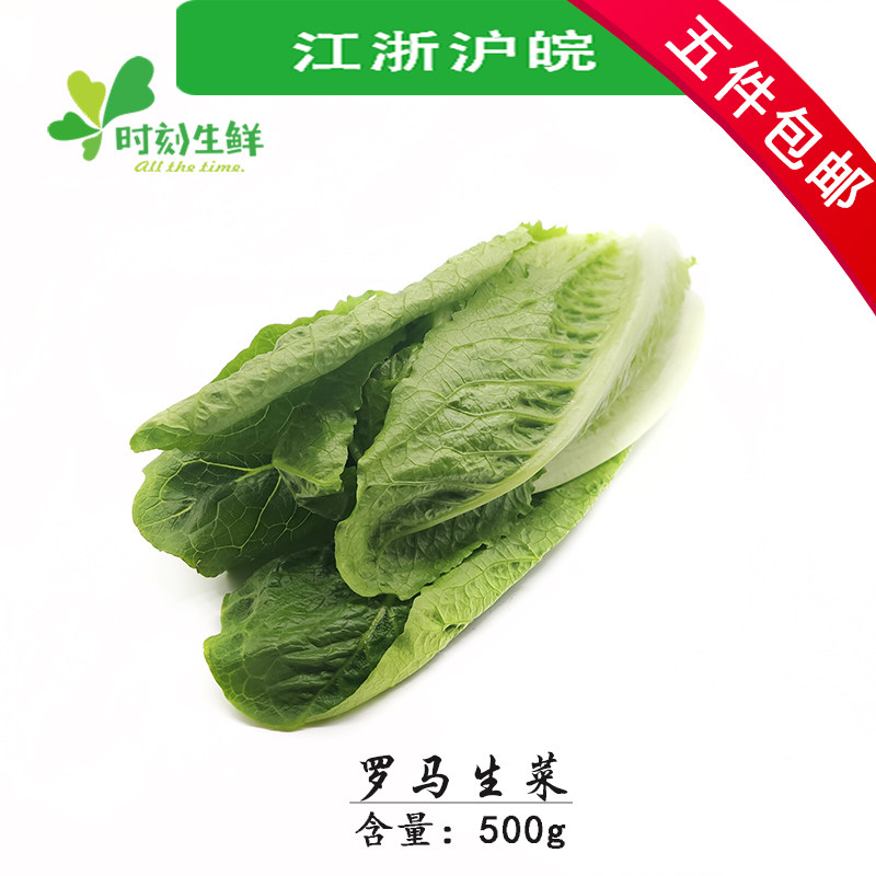 新鲜罗马生菜 蔬菜精品 沙拉菜 生菜 罗马生菜 蔬菜沙拉 500g