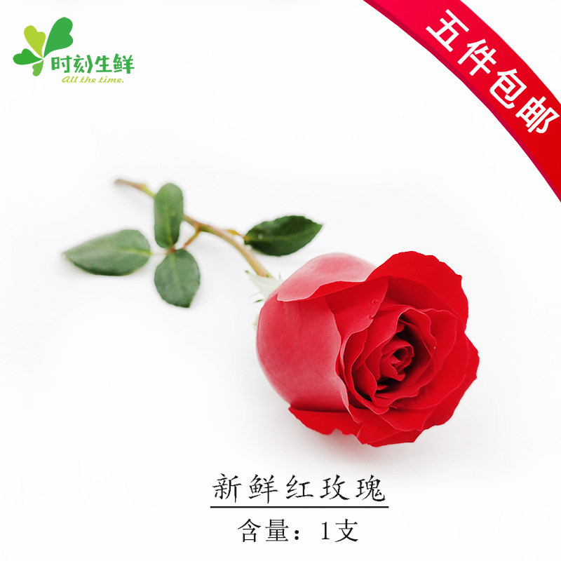 红玫瑰新鲜大玫瑰花月季花摆盘食用花烘焙点缀酒店西餐摆菜盘装饰