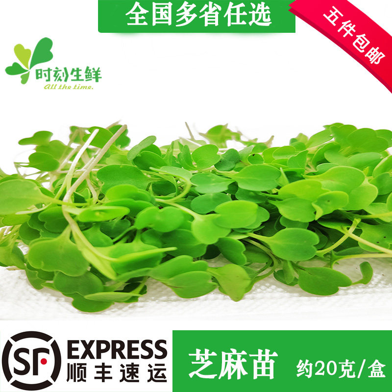 新鲜芝麻菜盒装 微型芝麻苗 可食用芽苗菜 酒店餐饮西餐摆盘点缀