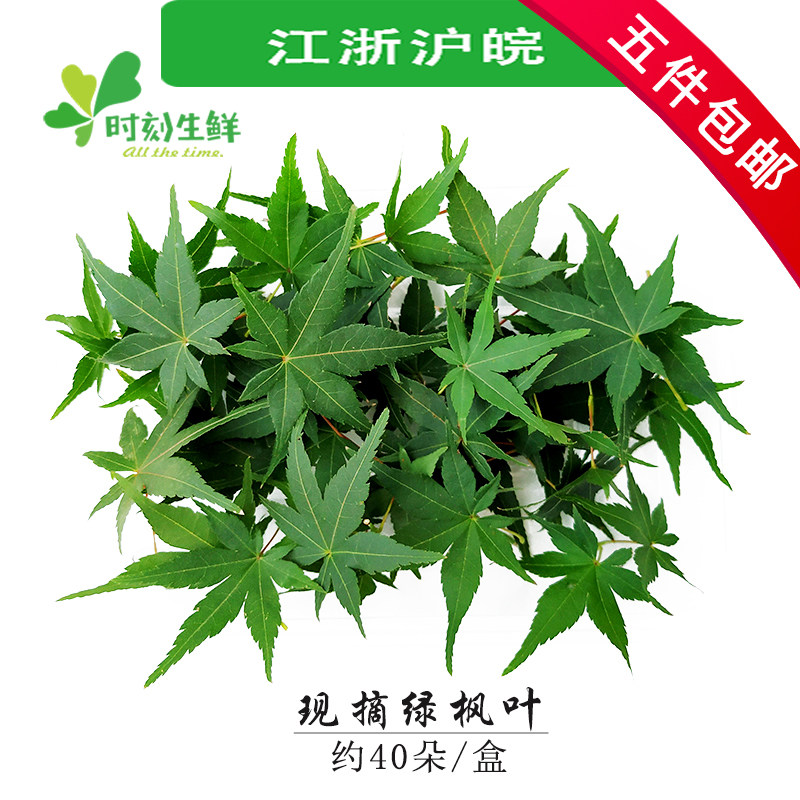 新鲜现摘绿枫叶摆盘花草