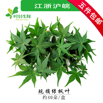 新鲜现摘绿枫叶摆盘花草