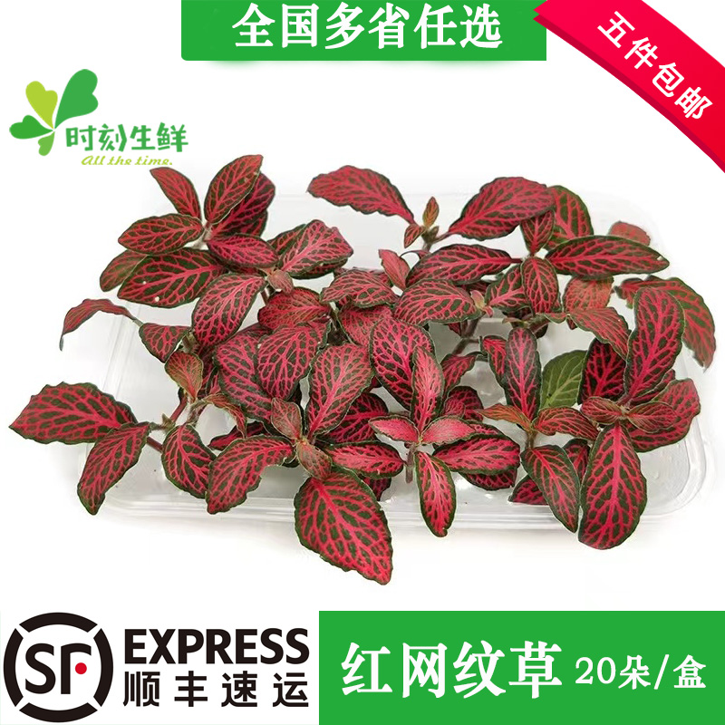 新鲜红色网纹草 酒店餐厅中西餐摆盘装饰点缀摆盘花草 约20朵盒装