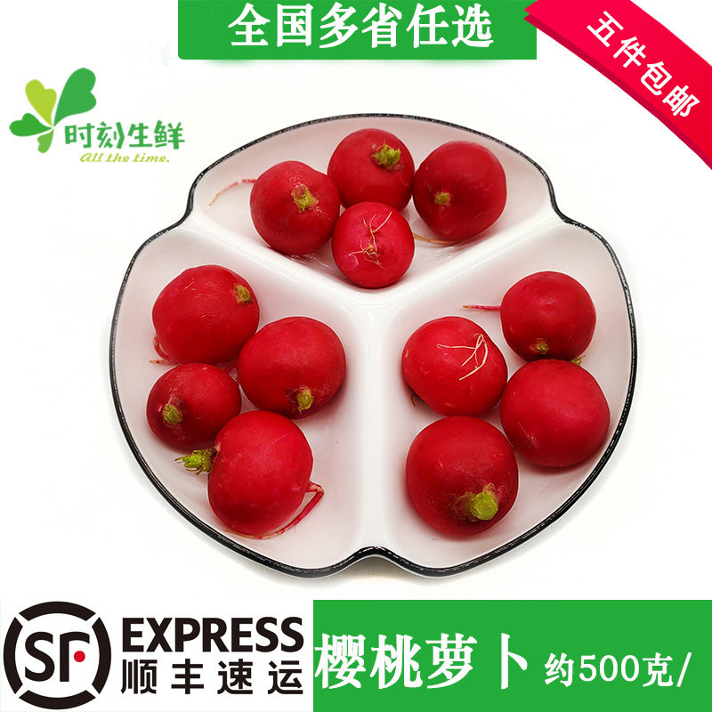 新鲜樱桃萝卜 新鲜蔬菜迷你小红萝卜圆萝卜蔬菜沙拉搭档 摆盘点缀