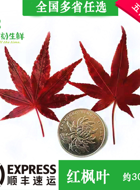 新鲜红枫叶(约30片真空袋装） 酒店日料料理摆盘装饰花草叶点缀