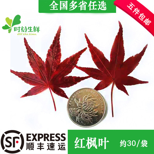 新鲜红枫叶(约30片真空袋装） 酒店日料料理摆盘装饰花草叶点缀