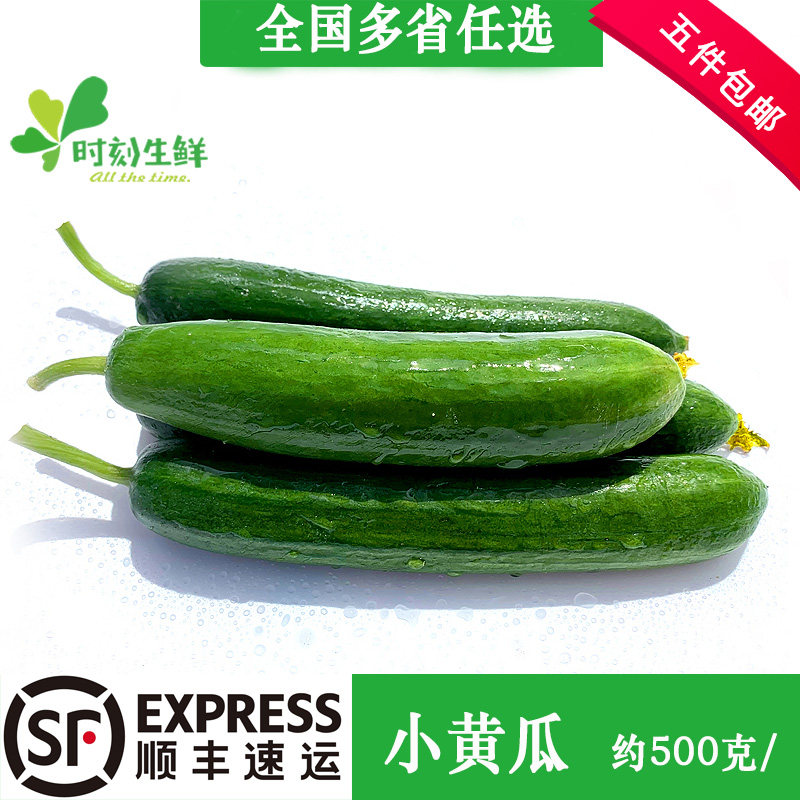 新鲜水果小黄瓜 脆嫩荷兰小青瓜绿色蔬菜可生吃 蔬菜沙拉菜500g