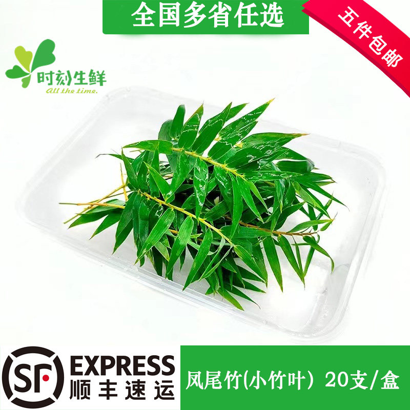 新鲜凤尾竹细叶竹小竹叶 约20片 酒店西餐日料冷艺摆盘点缀装饰