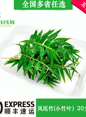 新鲜凤尾竹细叶竹小竹叶 约20片 酒店西餐日料冷艺摆盘点缀装饰