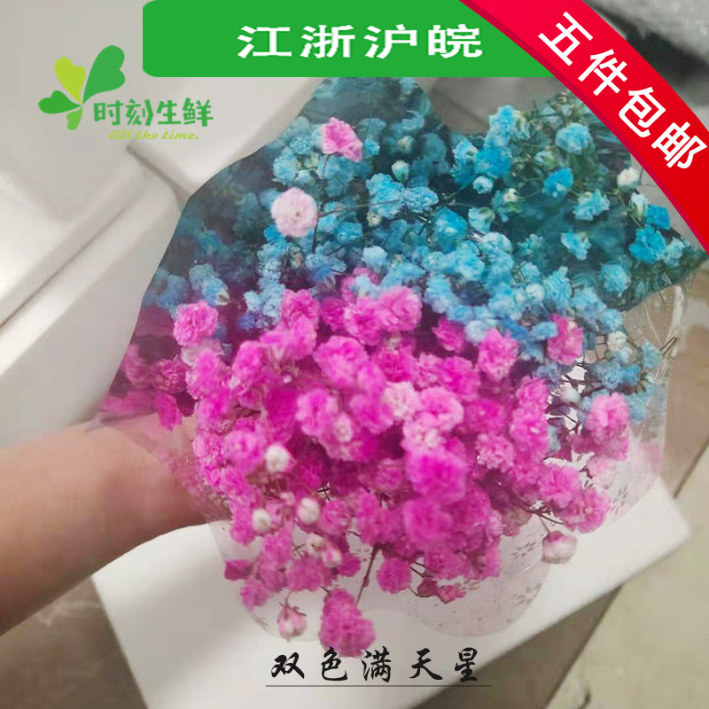 新鲜满天星粉色白色蓝色插花干花鲜花草酒店西餐餐饮摆盘装饰