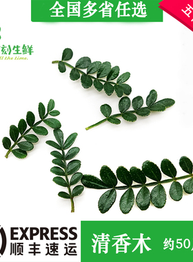 新鲜清香木 胡椒木 香叶子 约50枝/盒 冷艺日料西餐酒店摆盘装饰