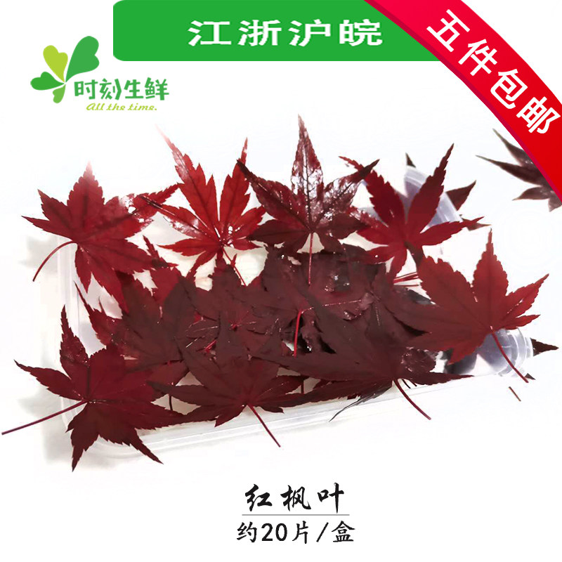 新鲜红枫叶约 20片/盒 酒店餐饮日料烘焙西餐装饰点缀摆盘花草