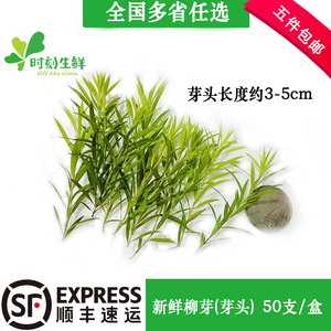新鲜黄金柳芽嫩芽酒餐厅摆盘花草