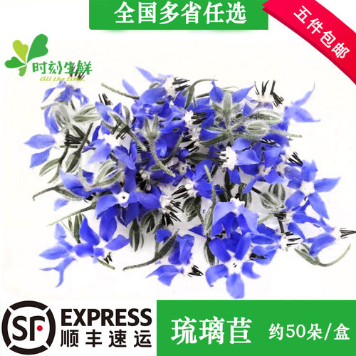新鲜琉璃苣 蓝星花 可食用花鲜花 酒店西餐摆盘装饰点缀