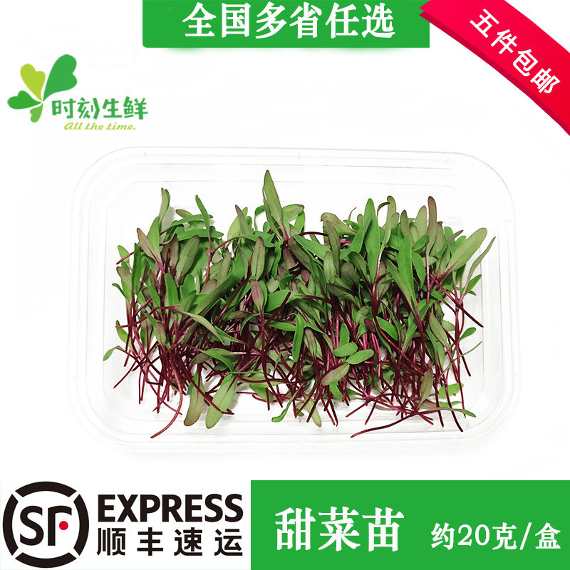 新鲜甜菜苗牛皮草可食用苗菜