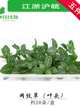 新鲜网纹草现剪现发 酒店日料西餐料理摆盘点缀 店里有同款红网纹