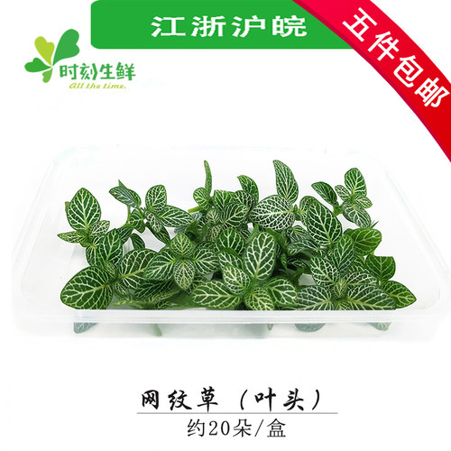 新鲜现发酒店日料西餐同款网纹草