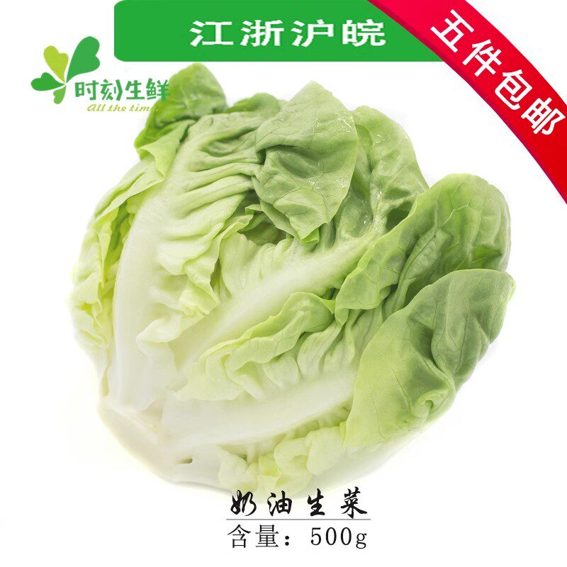 新鲜奶油生菜 波斯顿生菜西餐酒店蔬菜沙拉 500g 江浙沪皖5件包邮