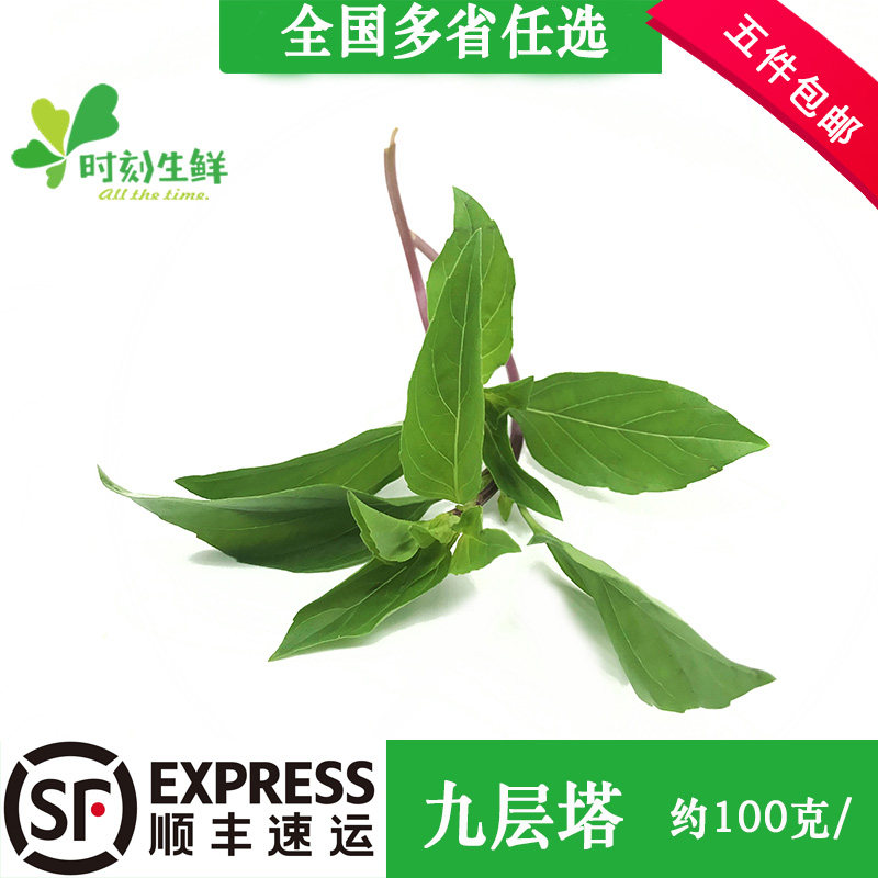 新鲜九层塔叶 金不换 鱼香草 三杯鸡冬阴功香料100g 江浙沪皖包邮