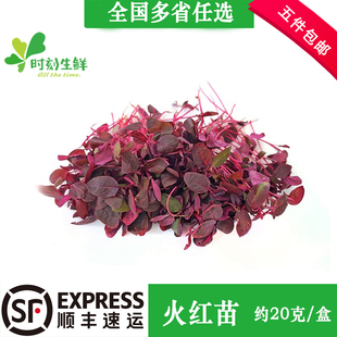 新鲜火红苗蔬菜芽苗菜 斯卡纳苗食用花鲜花草 酒店西餐摆盘装饰