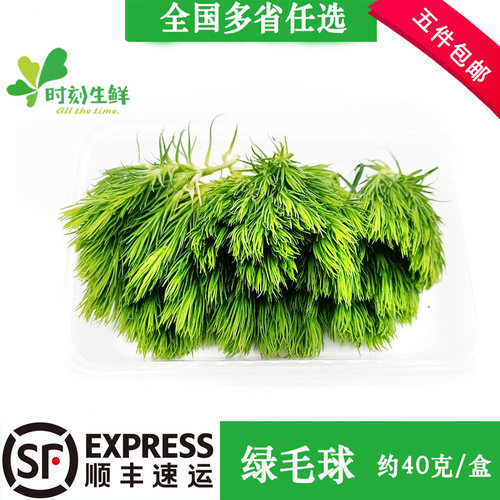 新鲜绿毛球花草酒店西餐摆盘装饰
