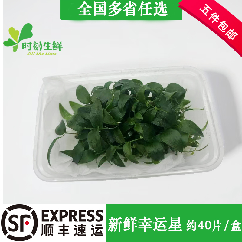 新鲜幸运星约40片/盒 阔叶舞竹 幸运草酒店西餐餐饮摆盘花草点缀