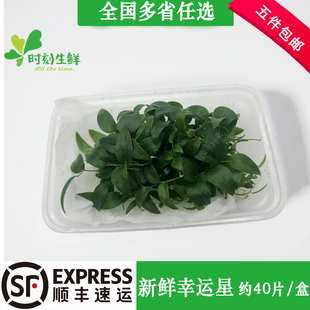 新鲜幸运星约40片/盒 阔叶舞竹 幸运草酒店西餐餐饮摆盘花草点缀